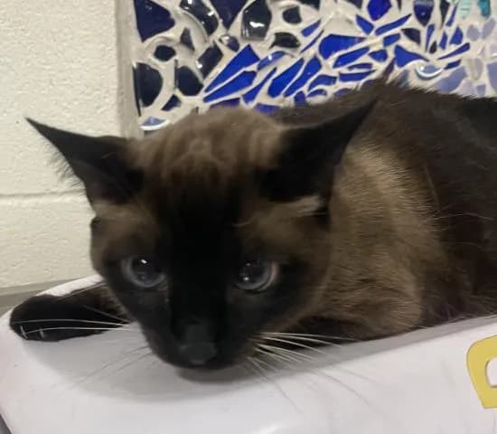 Big Blue - Domestic Shorthair