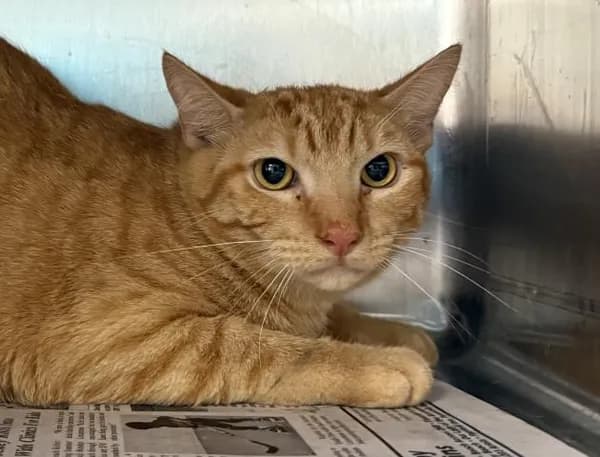 Crush - Domestic Shorthair