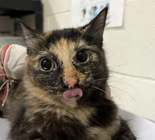 Autumn - Domestic Shorthair