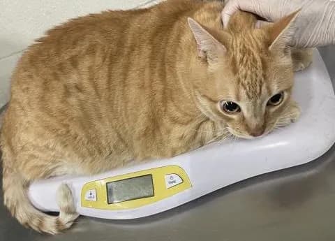 Big Orange - Domestic Shorthair
