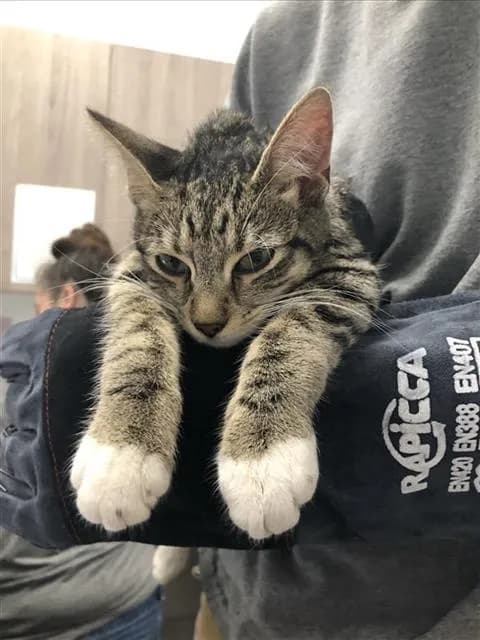 Unnamed - Domestic Mediumhair mix