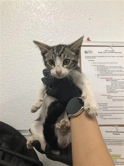 Unnamed - Domestic Shorthair mix