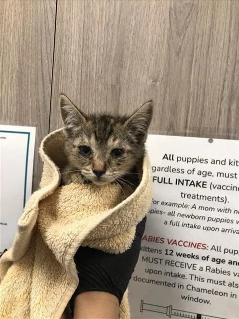 Unnamed - Domestic Shorthair
