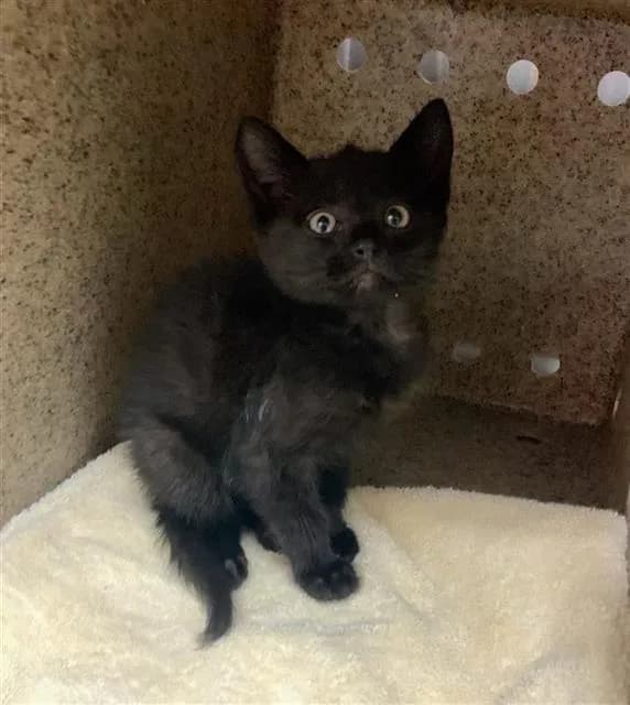 Unnamed - Domestic Shorthair