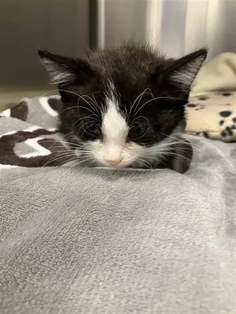 Unnamed - Domestic Shorthair mix