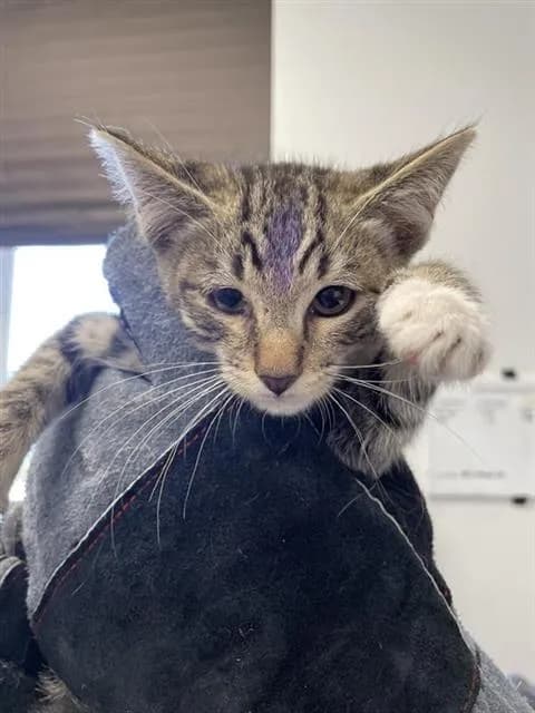 Unnamed - Domestic Shorthair