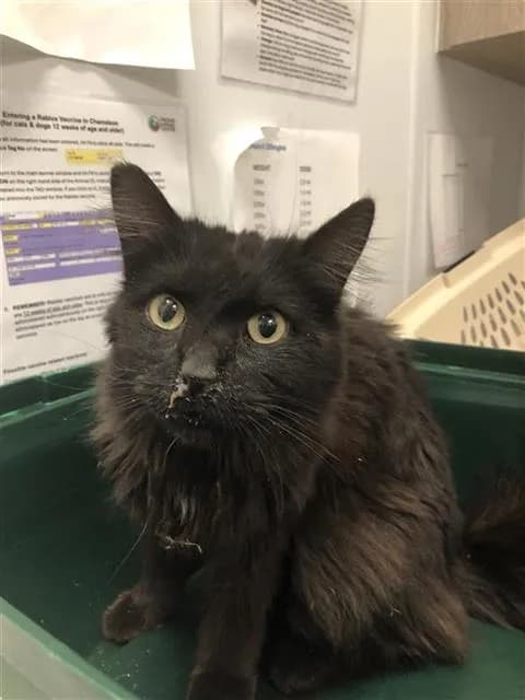Unnamed - Domestic Longhair mix