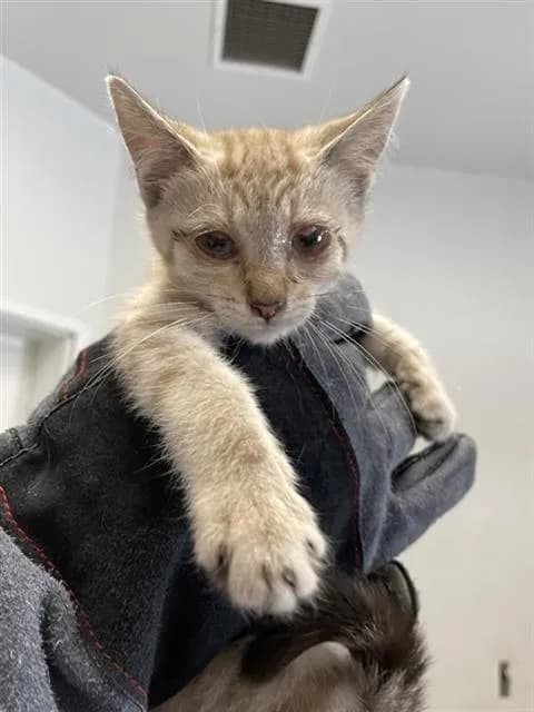 Unnamed - Domestic Shorthair