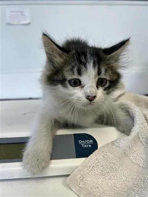 Unnamed - Domestic Longhair