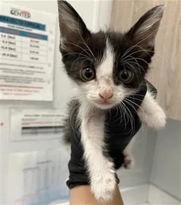 Unnamed - Domestic Shorthair