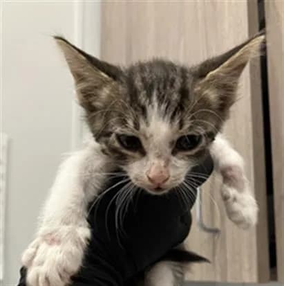 Unnamed - Domestic Shorthair