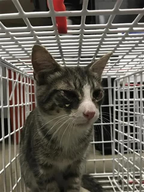 Jensen Ackles - Domestic Shorthair mix