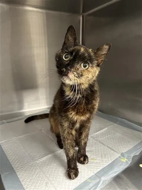 Unnamed - Domestic Mediumhair
