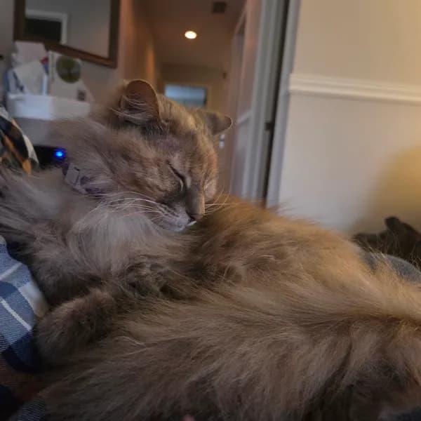 Cookie - thumbnail 8