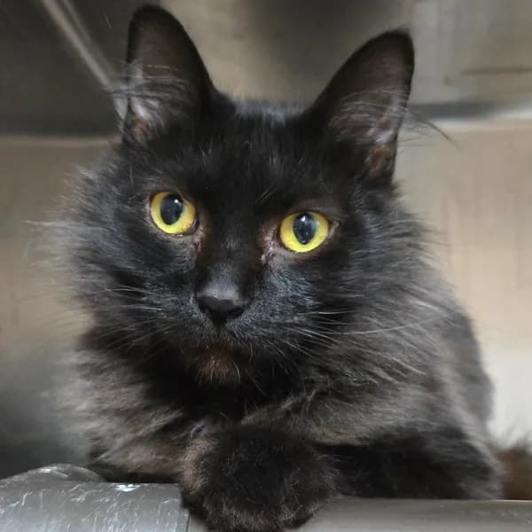 Goku - Domestic Shorthair