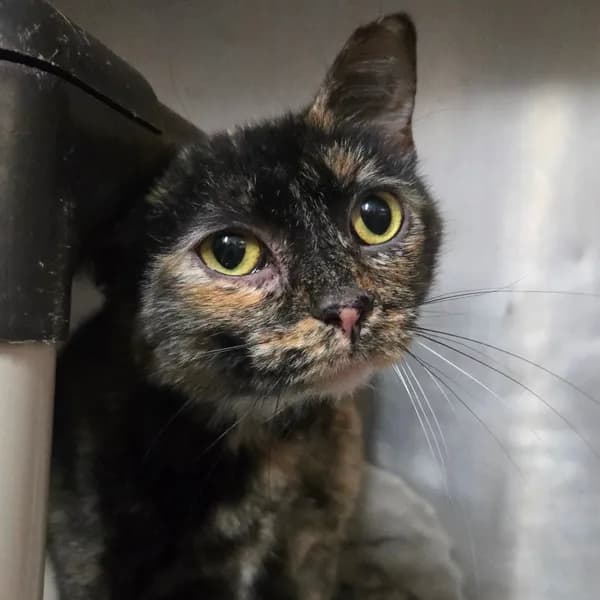 Mango - Domestic Shorthair