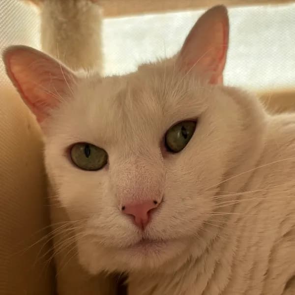 Elsa - Domestic Shorthair / Mix