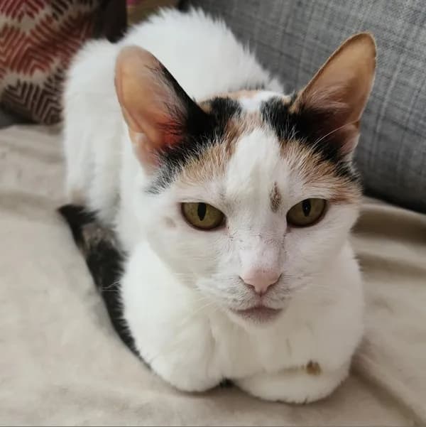 Maisie - thumbnail 2