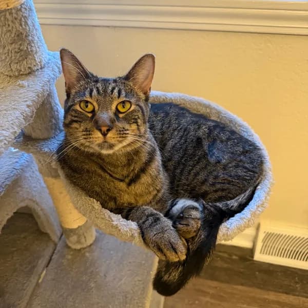 Levi-foster - Domestic Shorthair