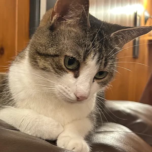 Gigi - thumbnail 8