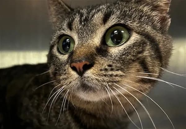 Sasha - Domestic Shorthair