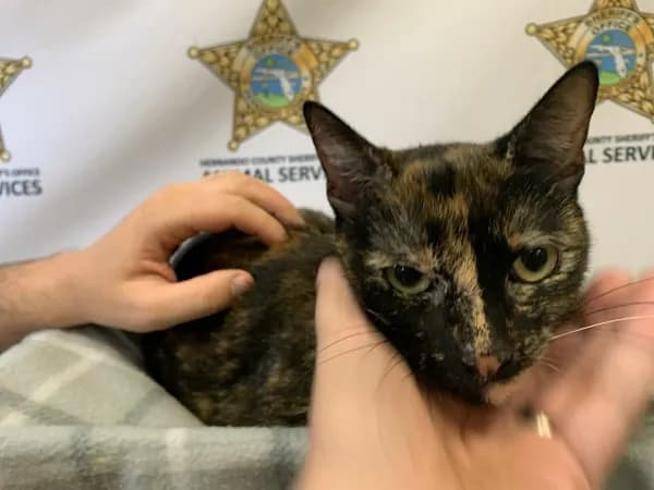 Maddie - Domestic Shorthair