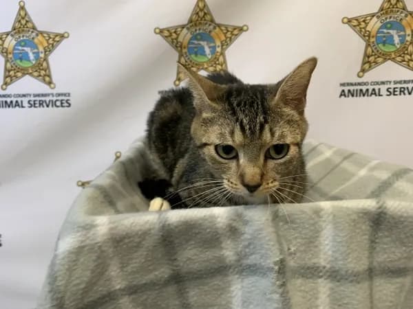 Lacey - Domestic Shorthair