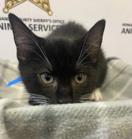 Tux - photo 1