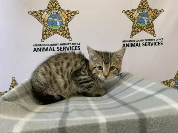 Richard - Domestic Shorthair
