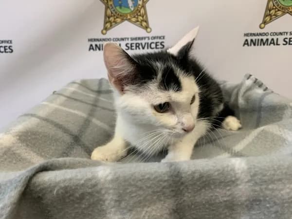 Petey - Domestic Shorthair