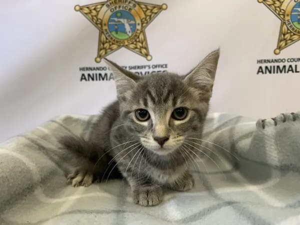 Carrie - Domestic Shorthair