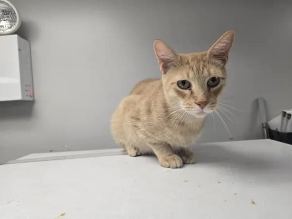 Bertram - Domestic Shorthair