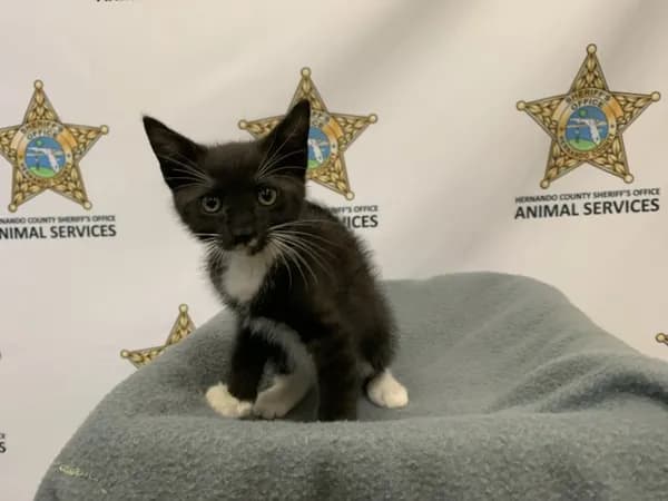 Pengu - Domestic Shorthair