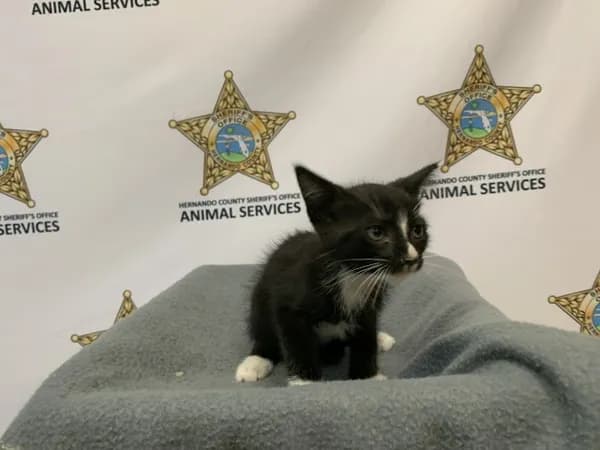 Blanket - Domestic Shorthair