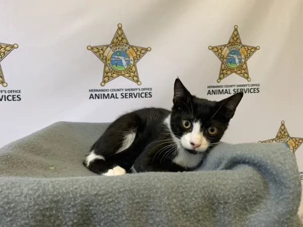 Parker - Domestic Shorthair