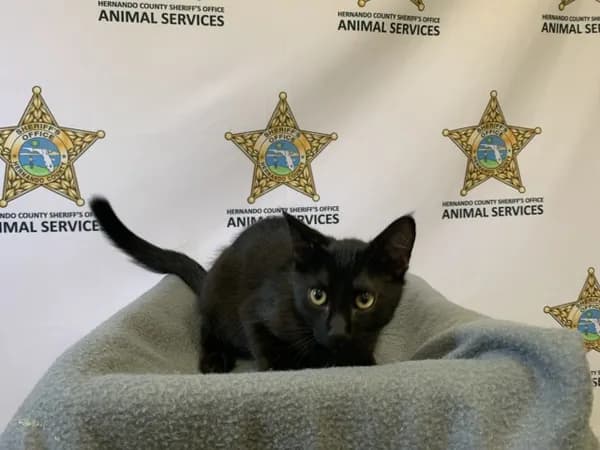Capone - Domestic Shorthair
