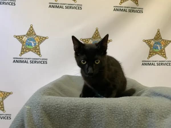 Ceasar - Domestic Shorthair