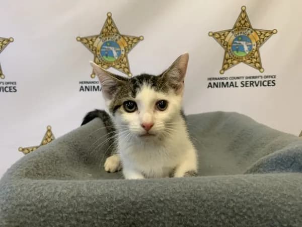 Sunny - Domestic Shorthair