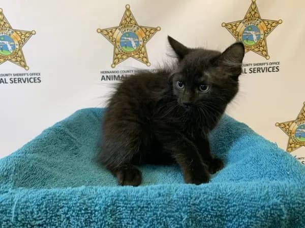 Apen - Domestic Longhair