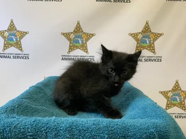 Bennett - Domestic Shorthair
