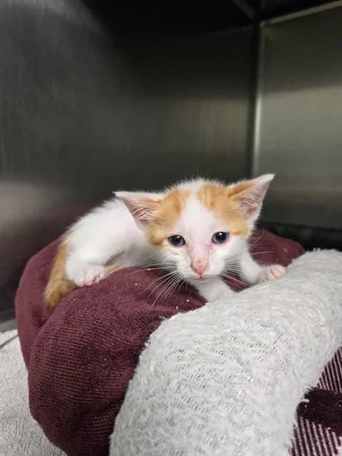 Honey - Domestic Mediumhair