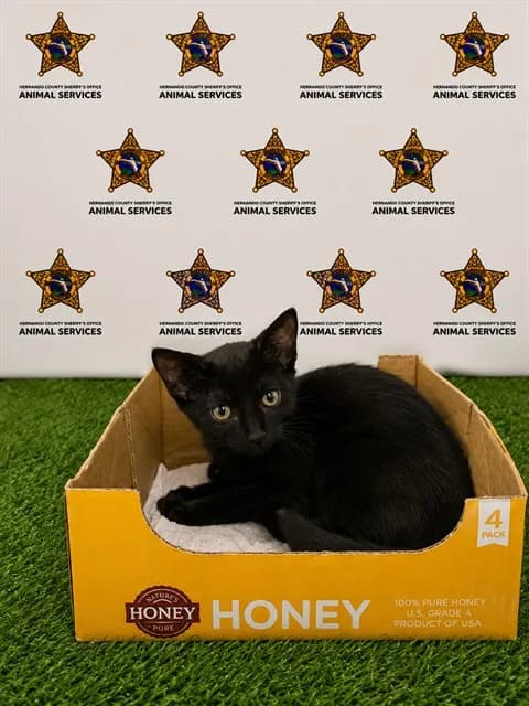 Hailey - Domestic Shorthair