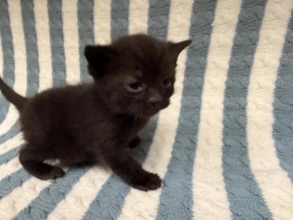 Pantera - Domestic Shorthair