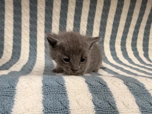 Smalls - Domestic Shorthair