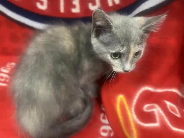 Smudge - photo 1