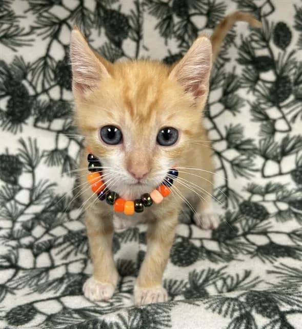 Major - Domestic Shorthair