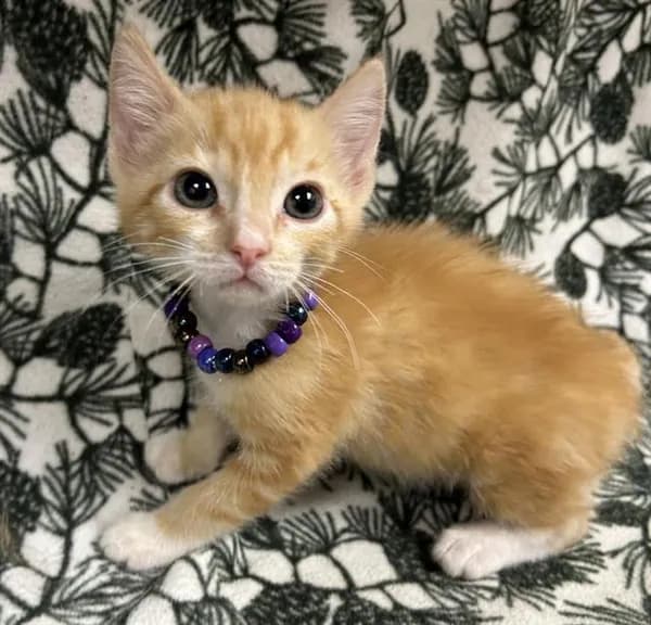 Louie - Domestic Shorthair