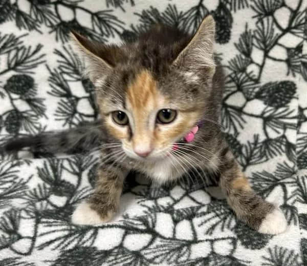 Alice - Domestic Shorthair