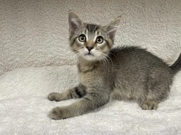 Marty - Domestic Shorthair