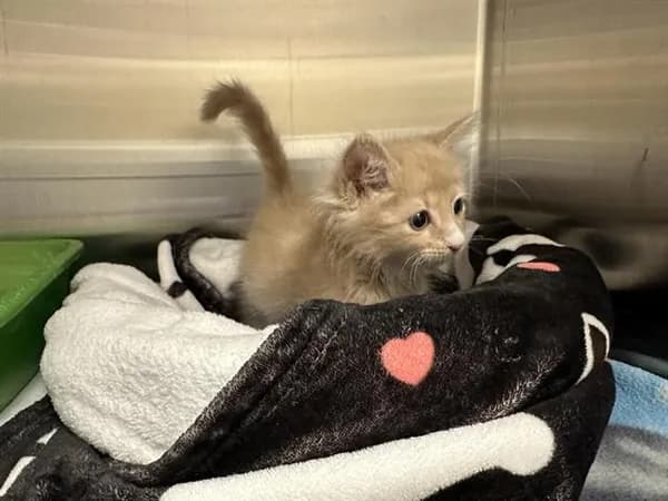 Poppyseed - Domestic Mediumhair